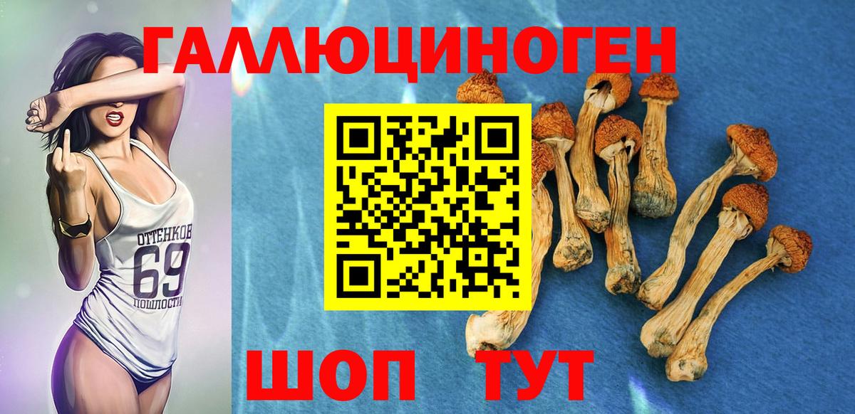 Псилоцибиновые грибы Cubensis Городец
